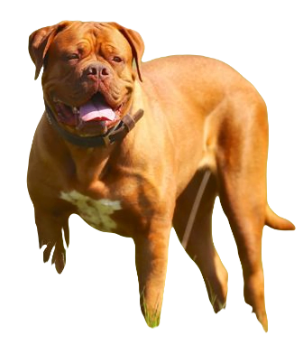 Dogue de Bordeaux Dog breed information in all topics