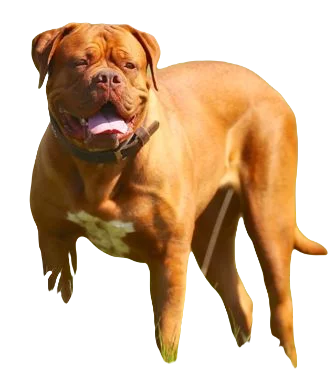Dogue de Bordeaux Dog breed information in all topics