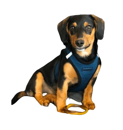 Dorgi Dog breed information in all topics