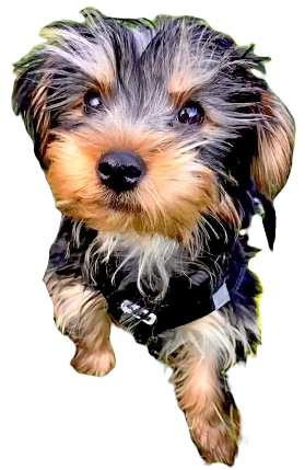 Dorkie Dog breed information in all topics