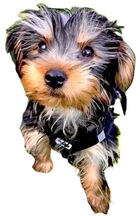 Dorkie Dog breed information in all topics