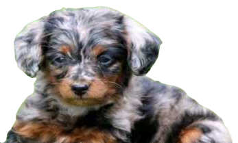 Doxiepoo Dog breed information in all topics