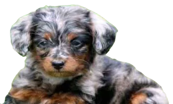 Doxiepoo Dog breed information in all topics