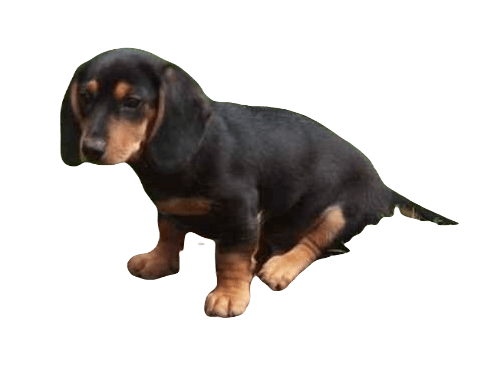 Doxle Dog breed information in all topics
