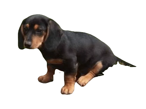 Doxle Dog breed information in all topics