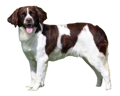 Drentsche Patrijshond Dog breed information in all topics