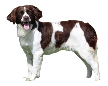 Drentsche Patrijshond Dog breed information in all topics