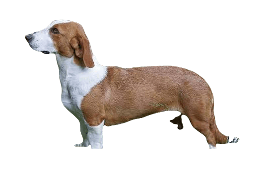 Drever Dog breed information in all topics