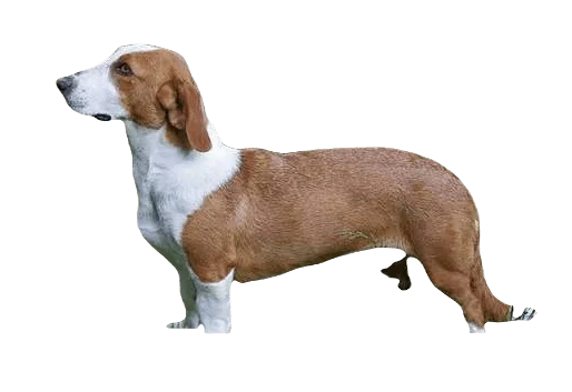 Drever Dog breed information in all topics