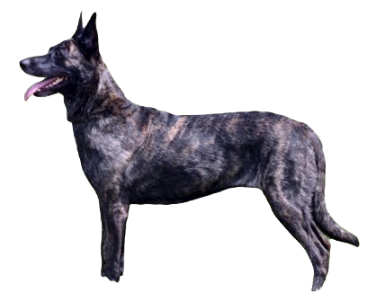 Dutch Shepherd Dog breed information in all topics