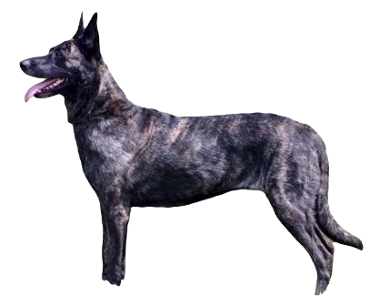 Dutch Shepherd Dog breed information in all topics