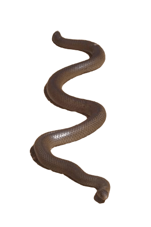 Eastern Brown Snakes information in all topics
