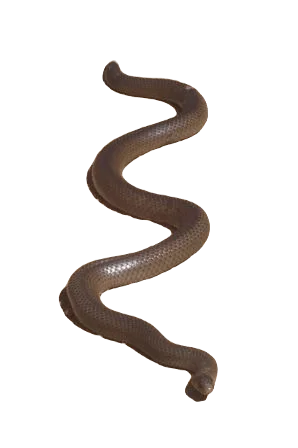 Eastern Brown Snakes information in all topics