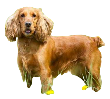 English Cocker Spaniel Dog breed information in all topics