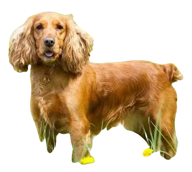 English Cocker Spaniel Dog breed information in all topics