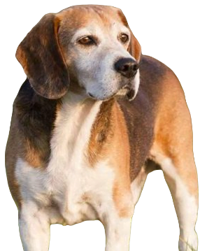 English Fox Hound Dog breed information in all topics