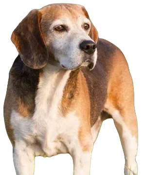 English Fox Hound Dog breed information in all topics