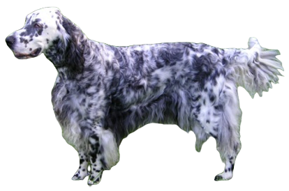 English Setter Dog breed information in all topics