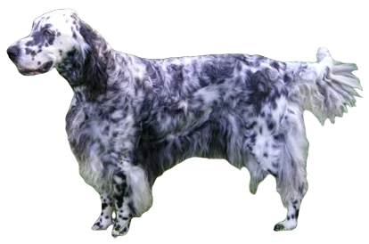English Setter Dog breed information in all topics