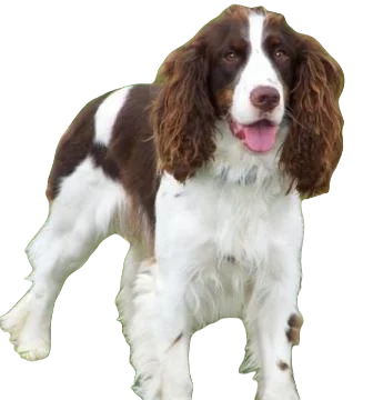 English Springer Spaniel Spaniel Dog breed information in all topics