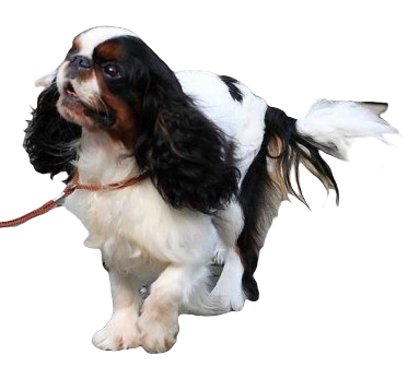 English Toy Spaniel Dog breed information in all topics