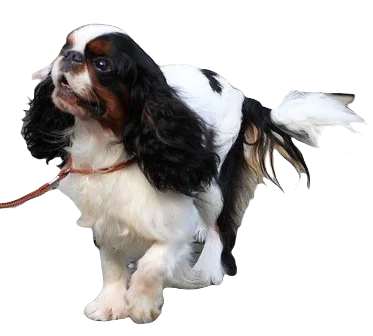 English Toy Spaniel Dog breed information in all topics