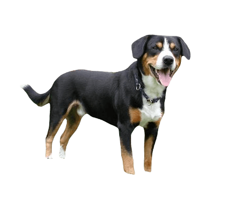 Entlebucher Mountain Dog breed information in all topics