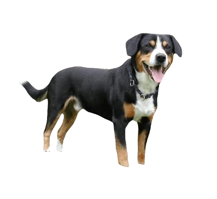 Entlebucher Mountain Dog breed information in all topics