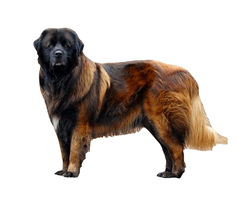 Estrela Mountain Dog breed information in all topics