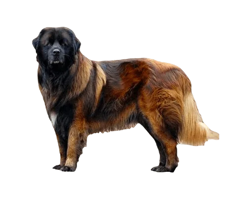 Estrela Mountain Dog breed information in all topics