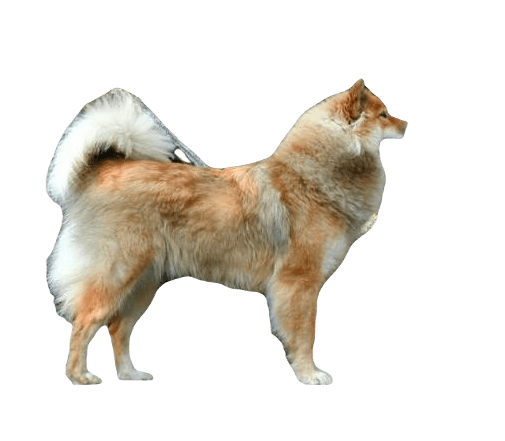 Eurasier Dog breed information in all topics