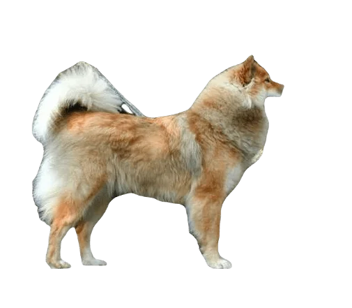 Eurasier Dog breed information in all topics