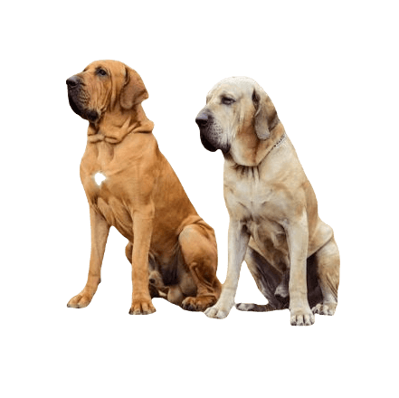 Fila Brasileiro Dog breed information in all topics