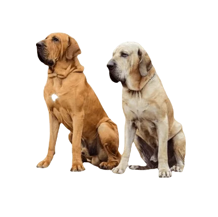 Fila Brasileiro Dog breed information in all topics