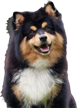 Finnish Lapphund Dog breed information in all topics