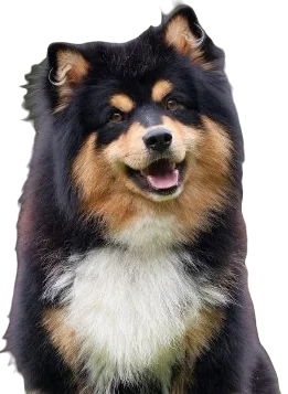 Finnish Lapphund Dog breed information in all topics