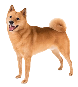 Finnish Spitz Dog breed information in all topics