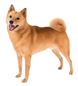 Finnish Spitz Dog breed information in all topics