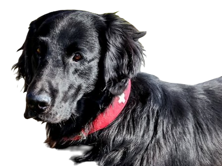 Flat Coated Retriever Dog breed information in all topics