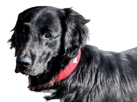 Flat Coated Retriever Dog breed information in all topics