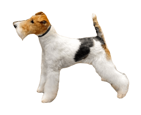 Fox Terrier Dog breed information in all topics