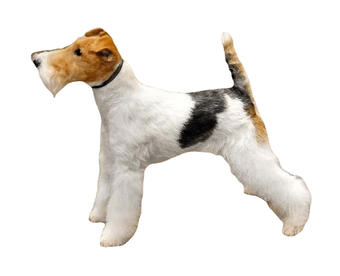 Fox Terrier Dog breed information in all topics