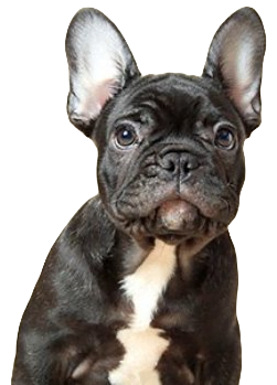 French Bull Dog Dog breed information in all topics