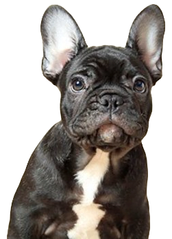 French Bull Dog breed information in all topics