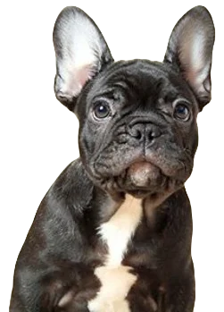 French Bull Dog Dog breed information in all topics