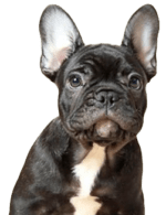 French Bull Dog breed information in all topics