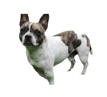 French Bullhuahua Dog breed information in all topics