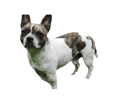 French Bullhuahua Dog breed information in all topics