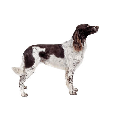 French Spaniel Dog breed information in all topics