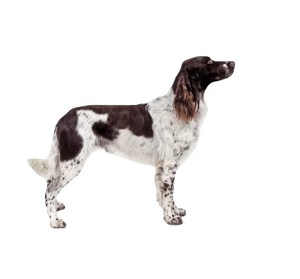 French Spaniel Dog breed information in all topics